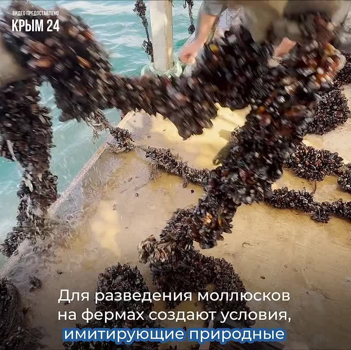 Крымские предприятия наращивают объёмы производства аквакультуры