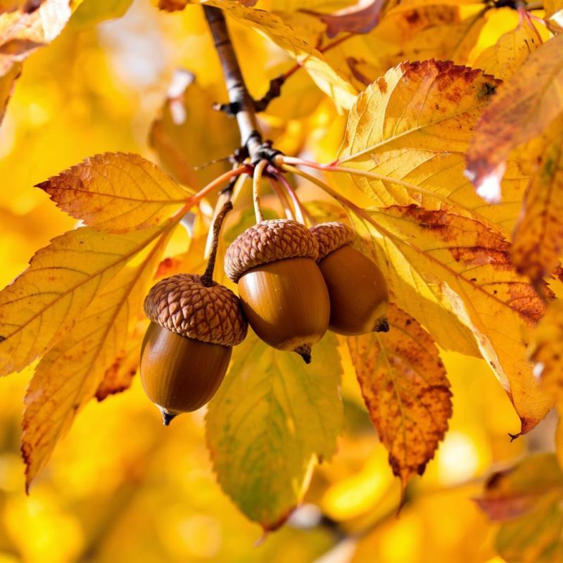 ������� ������ � ����� �� 6 �������