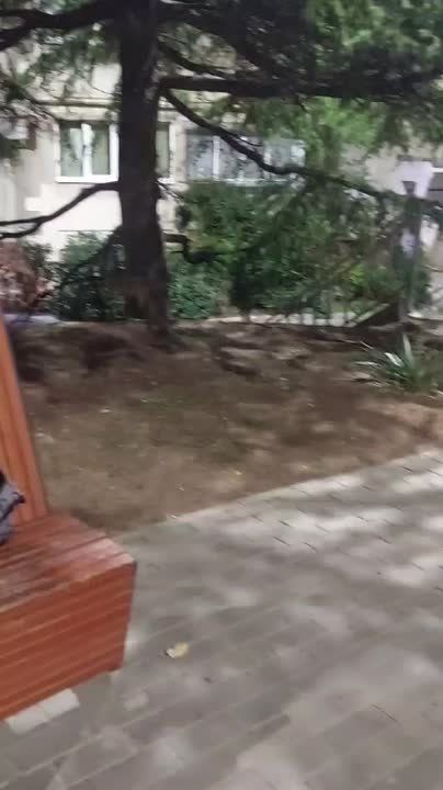 В Алуште в районе улицы 60 лет СССР заметили лису