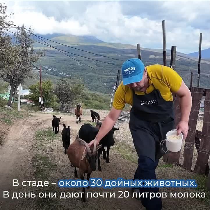 В Крыму около 20 предприятий производят авторские сыры