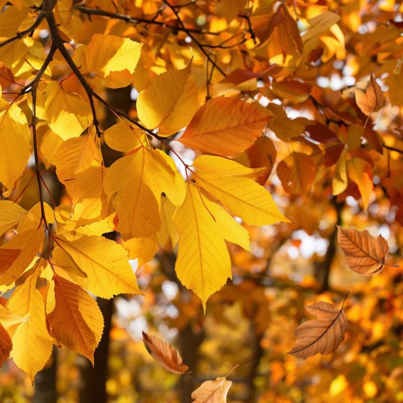 ������� ������ � ����� �� 7 �������