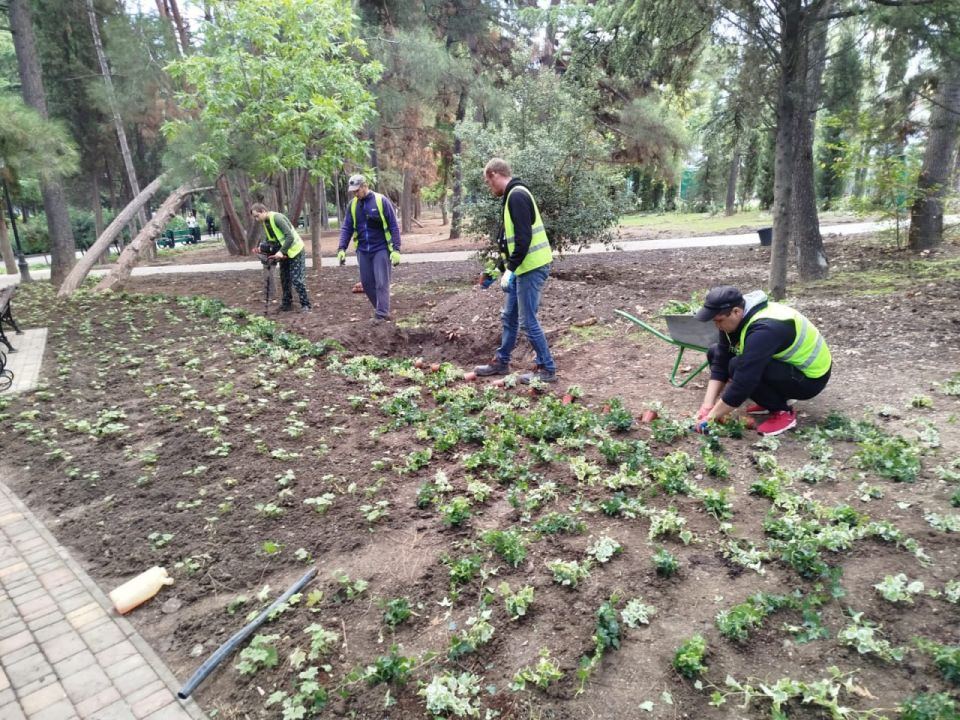 В Алуште активно высаживают осенние растения В Алуште активно высаживают осенние растения