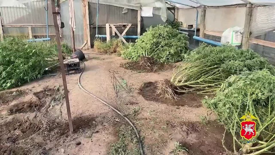 В Крыму полицейские уличили местного жителя в культивировании в теплице 280 кустов «дурман-травы»