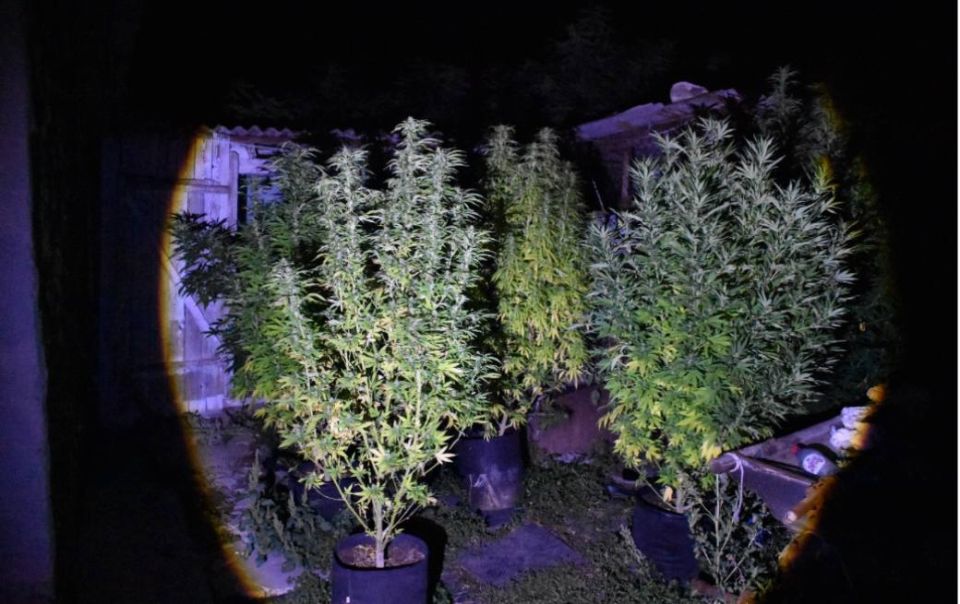 Житель Ленинского района предстанет перед судом по обвинению в выращивании конопли на территории домовладения умершего родственника