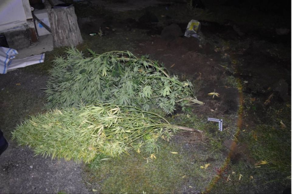 Житель Ленинского района предстанет перед судом по обвинению в выращивании конопли на территории домовладения умершего родственника Житель Ленинского района предстанет перед судом по обвинению в выращивании конопли на территории домовладения умершего родственника