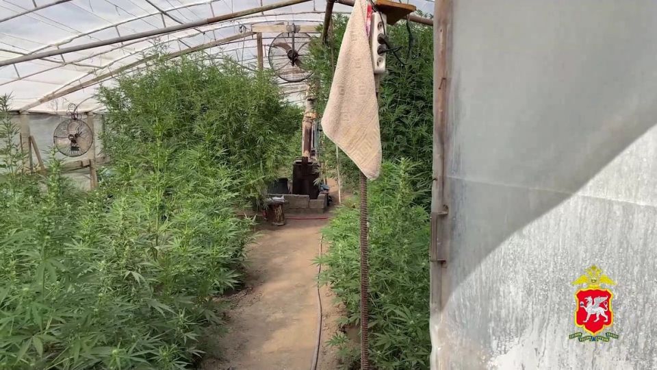 В Крыму полицейские уличили местного жителя в культивировании в теплице 280 кустов «дурман-травы»