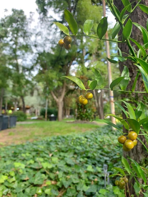 Галина Огнёва: Золотая крымская осень… Она окутывает землю нежным теплом, раскрашивает пейзажи в мягкие, бархатные краски и наполняет воздух особым, волнующим спокойствием Галина Огнёва: Золотая крымская осень… Она окутывает землю нежным теплом, раскрашивает пейзажи в мягкие, бархатные краски и наполняет воздух особым, волнующим спокойствием