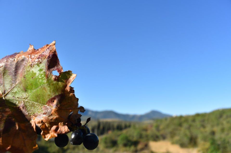 Галина Огнёва: Золотая крымская осень… Она окутывает землю нежным теплом, раскрашивает пейзажи в мягкие, бархатные краски и наполняет воздух особым, волнующим спокойствием Галина Огнёва: Золотая крымская осень… Она окутывает землю нежным теплом, раскрашивает пейзажи в мягкие, бархатные краски и наполняет воздух особым, волнующим спокойствием