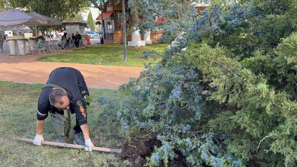 Специалисты зеленхоза обновляют цветы в вазонах Специалисты зеленхоза обновляют цветы в вазонах