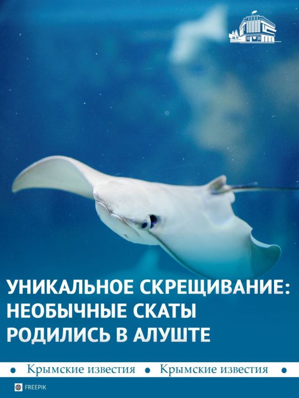 Сразу 4 детёныша редких скатов из разных притоков Амазонки появились на свет в Алуштинском аквариуме