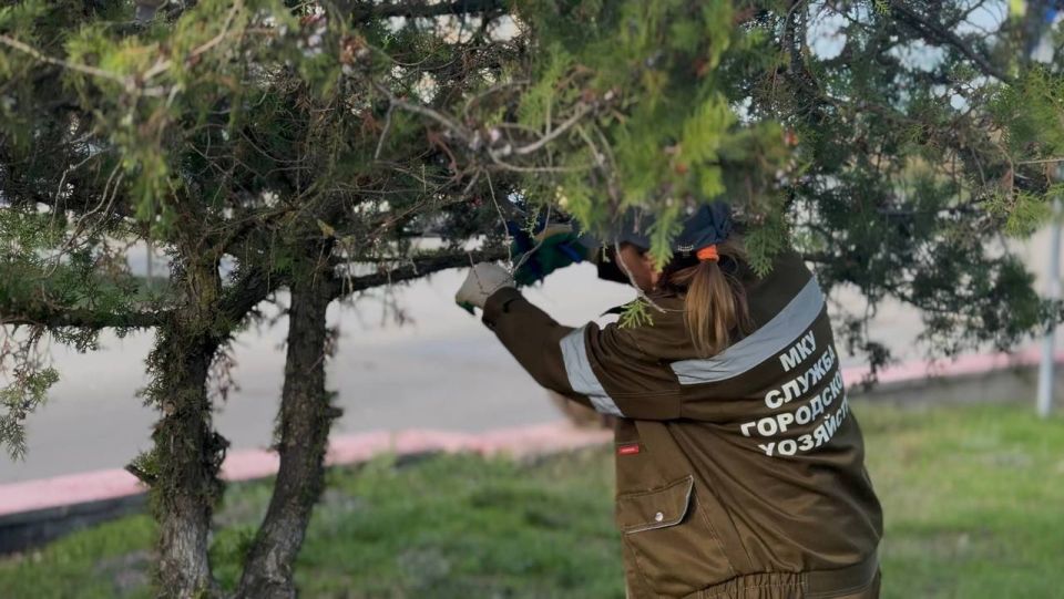 Специалисты зеленхоза обновляют цветы в вазонах Специалисты зеленхоза обновляют цветы в вазонах