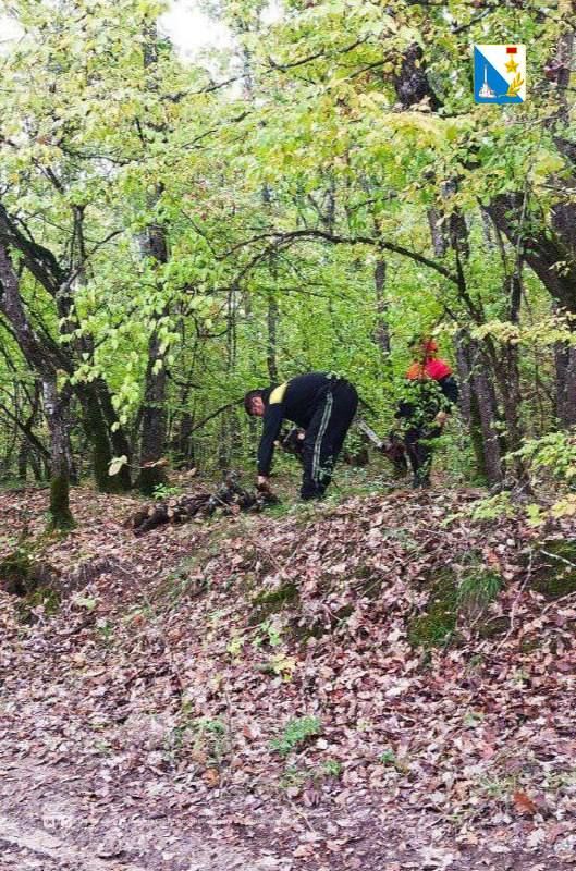 В Мекензиевском лесничестве разрешен сбор валежника В Мекензиевском лесничестве разрешен сбор валежника