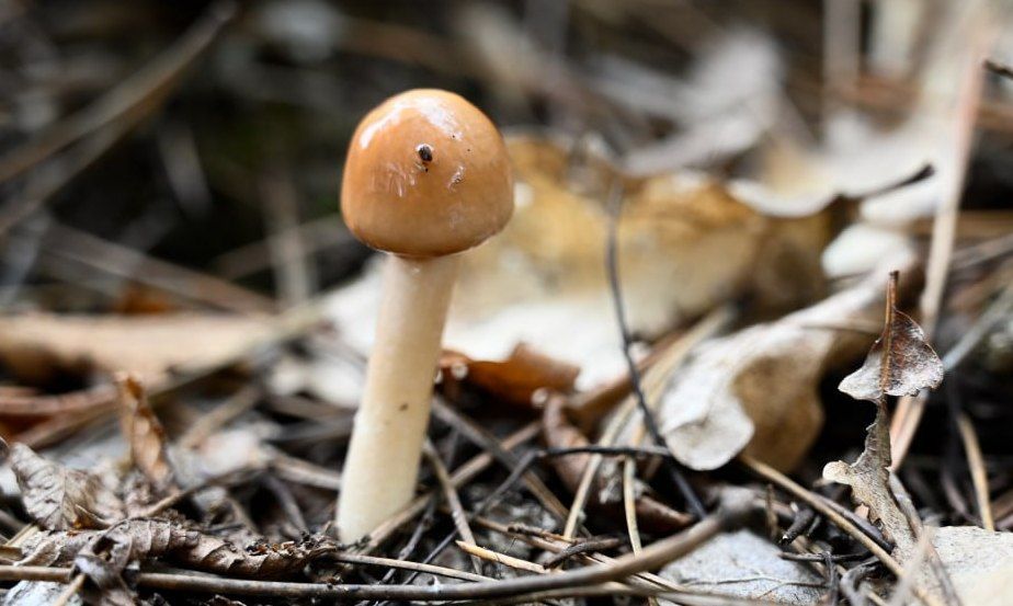 В Крыму стартовал грибной сезон