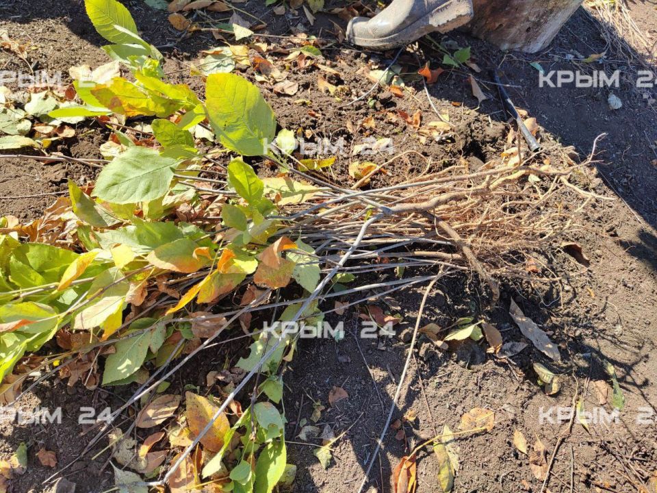 � ���������� ��������������� ������ ���������� � ������ ������������� ������� �������������� ������������