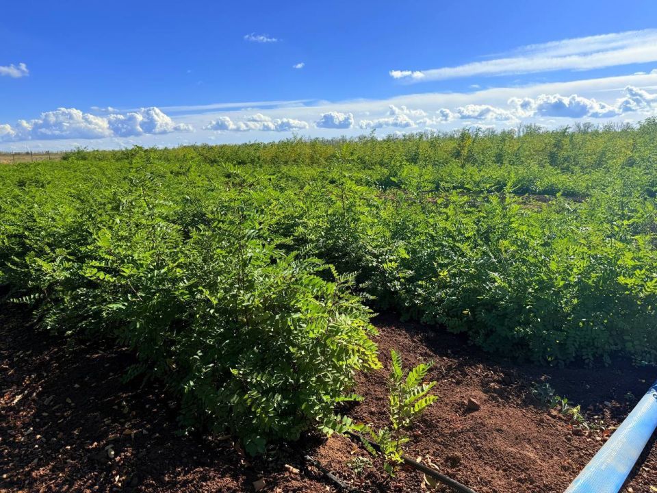 ����� �������: �������������� ������������� ��������� ��������� � ��������������� ������