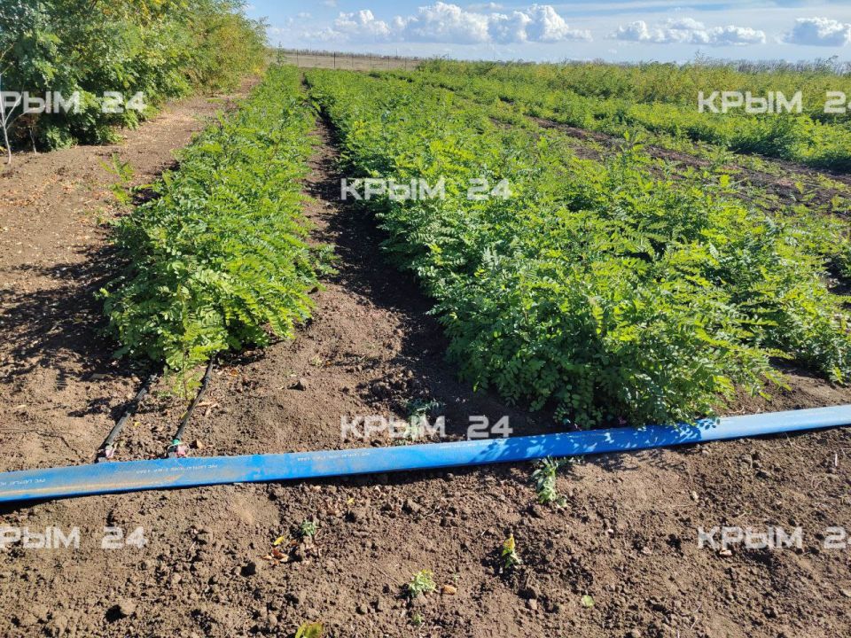 � ���������� ��������������� ������ ���������� � ������ ������������� ������� �������������� ������������