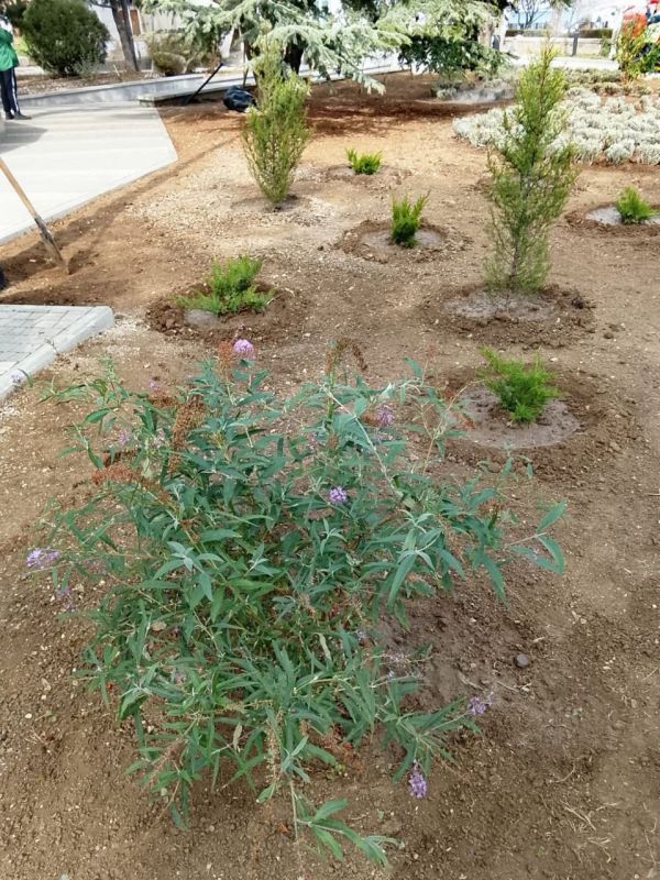 В Феодосии продолжается высадка декоративных многолетников В Феодосии продолжается высадка декоративных многолетников