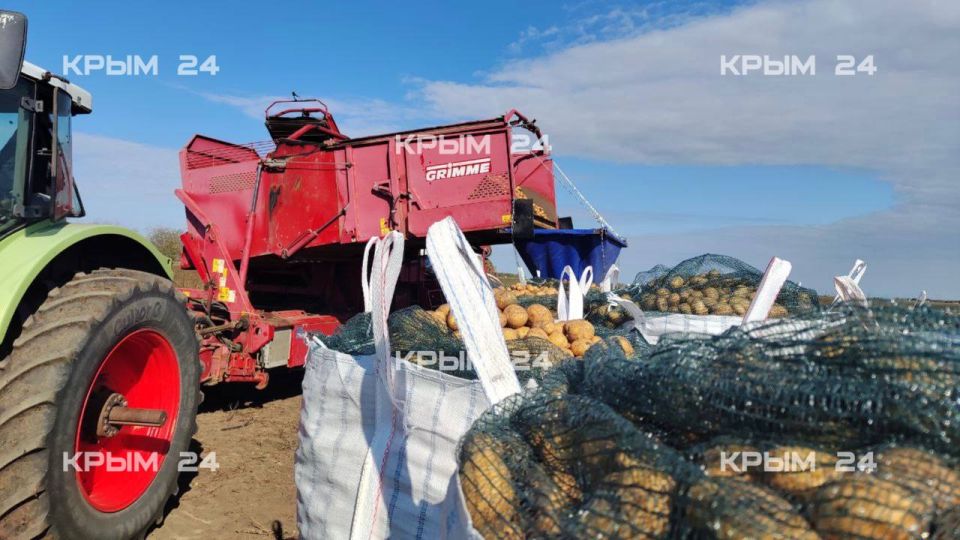 В Крыму началась машинная уборка овощей В Крыму началась машинная уборка овощей