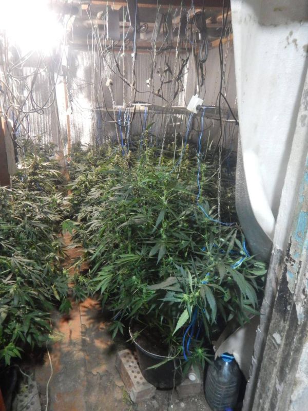 Жительница Евпатории предстанет перед судом по обвинению в культивировании наркосодержащих растений и покушении на сбыт каннабиса Жительница Евпатории предстанет перед судом по обвинению в культивировании наркосодержащих растений и покушении на сбыт каннабиса