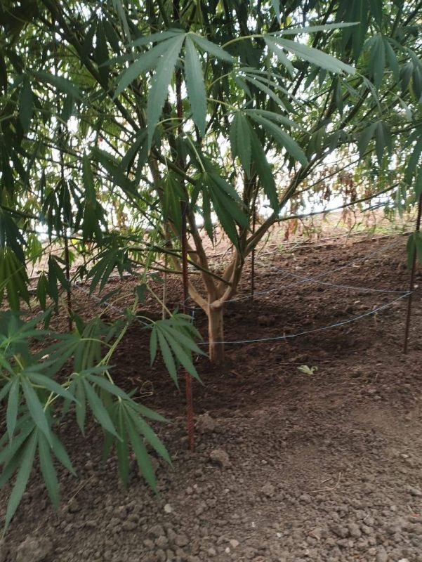 Жительница Евпатории предстанет перед судом по обвинению в культивировании наркосодержащих растений и покушении на сбыт каннабиса