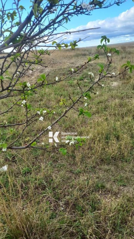 Кажется деревья в Крыму не в курсе, что на календаре середина октября Кажется деревья в Крыму не в курсе, что на календаре середина октября