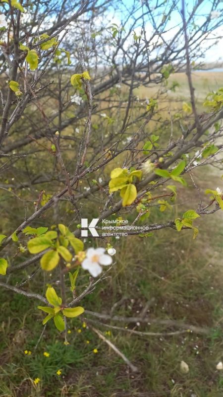 Кажется деревья в Крыму не в курсе, что на календаре середина октября Кажется деревья в Крыму не в курсе, что на календаре середина октября