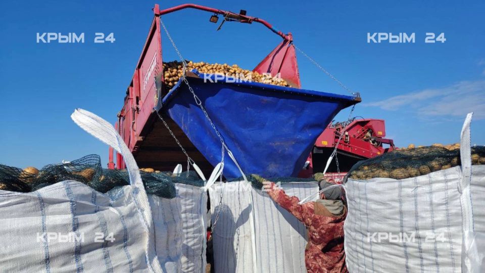 В Крыму началась машинная уборка овощей В Крыму началась машинная уборка овощей