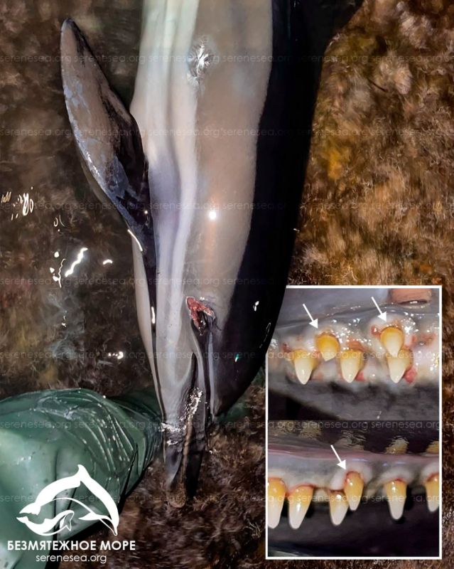 На берег Судака выбросился дельфин-мутант с зубами, как у акулы