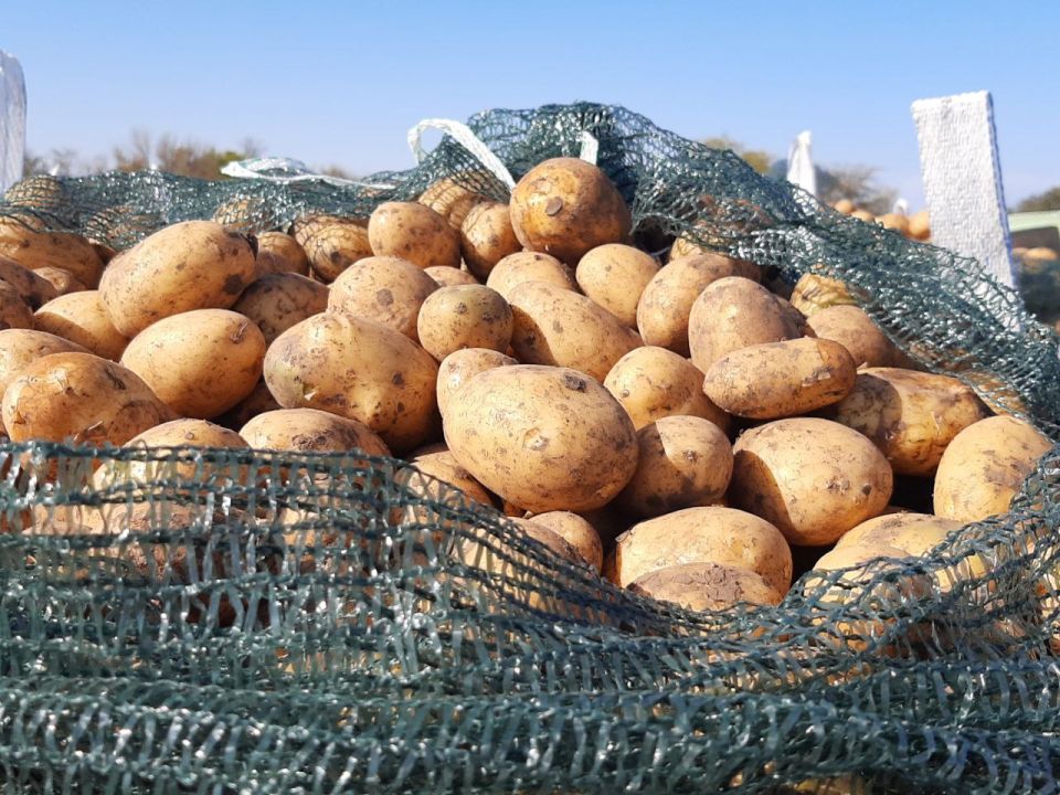 В Республике Крым началась масштабная механизированная уборка овощей открытого грунта, так называемого «борщевого набора» — свеклы, моркови, капусты и лука В Республике Крым началась масштабная механизированная уборка овощей открытого грунта, так называемого «борщевого набора» — свеклы, моркови, капусты и лука
