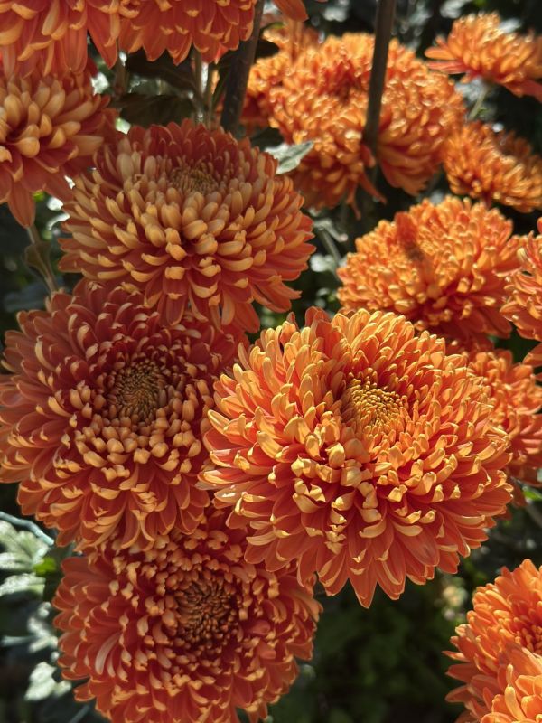 � ��������� ������������ ���� �������� ��� ���������