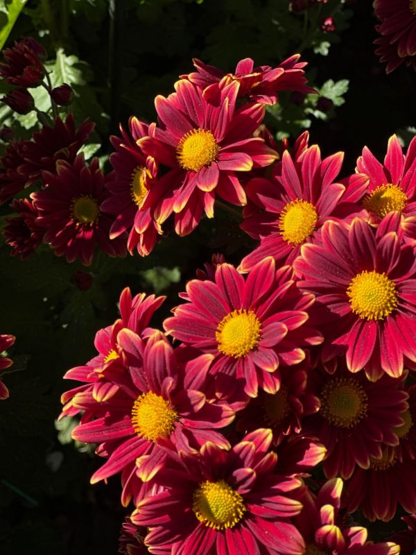 � ��������� ������������ ���� �������� ��� ���������