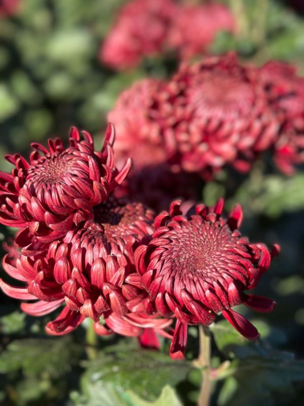 � ��������� ������������ ���� �������� ��� ���������