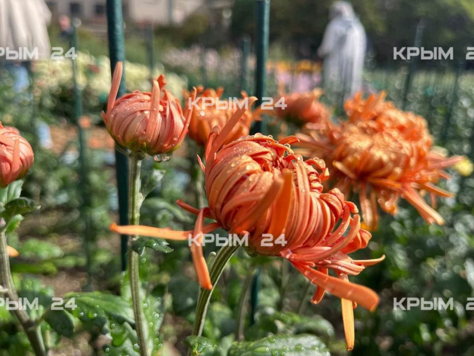 72-� ��� ��������� ���������� � ��������� ������������ ����