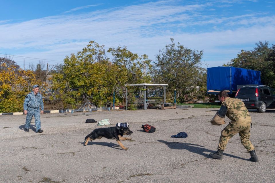 Крымские школьники открыли для себя мир кинологии Крымские школьники открыли для себя мир кинологии