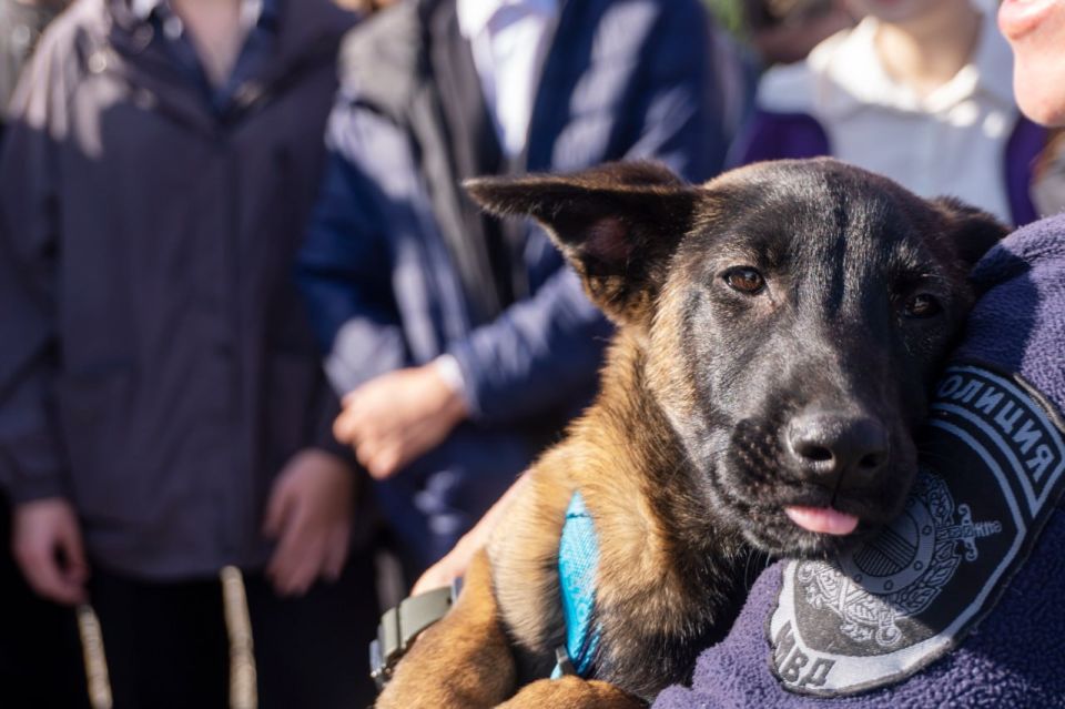 Крымские школьники открыли для себя мир кинологии Крымские школьники открыли для себя мир кинологии