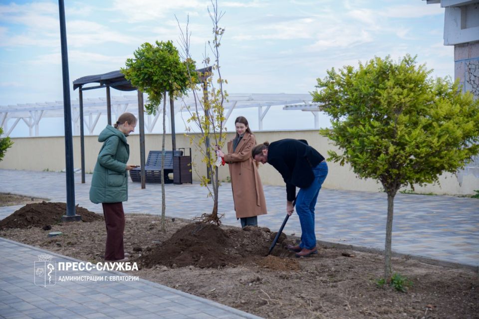 Евпаторийские семьи высадили аллею кленов Евпаторийские семьи высадили аллею кленов