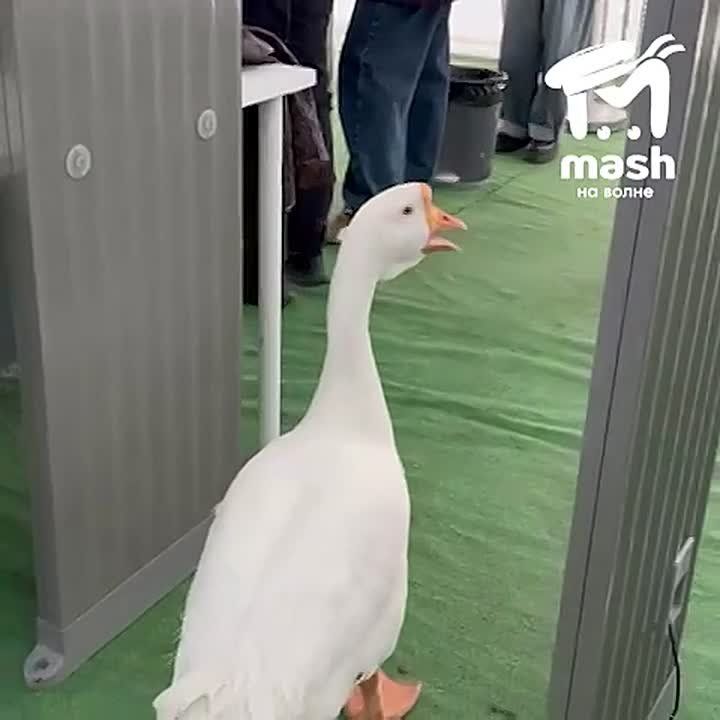 Внимание! Дисциплинированный гусик!