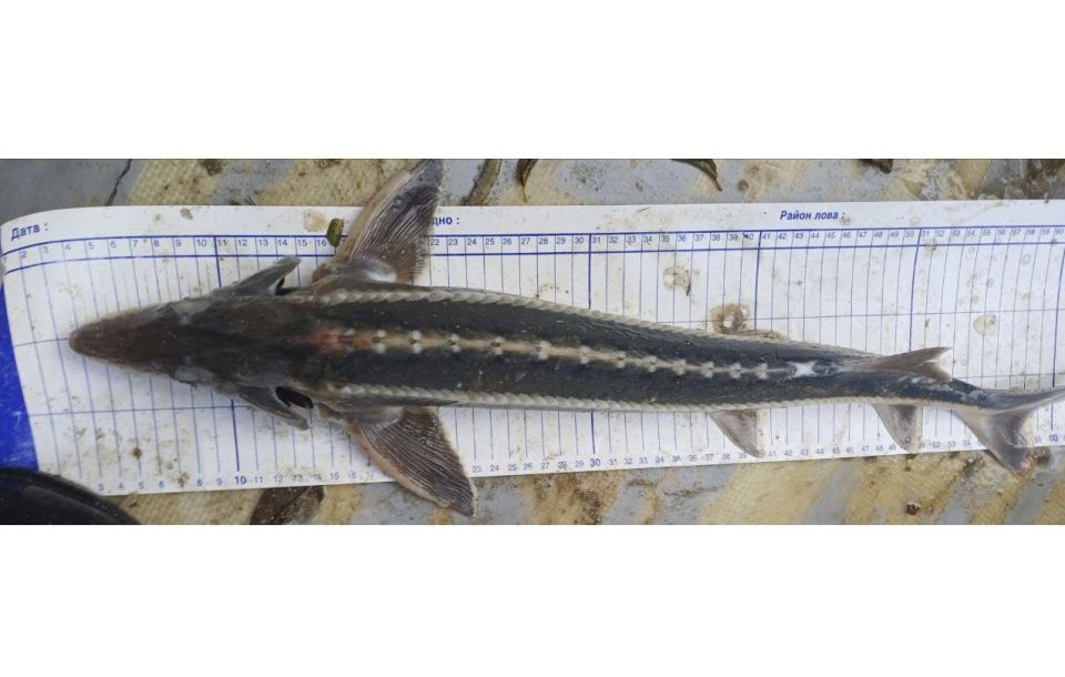 1 � �������� ���� ���������� ����������� �������� ������ ����