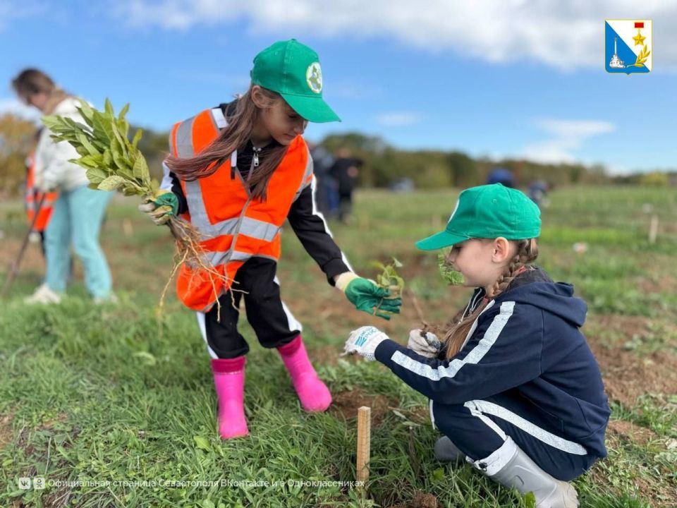 Юные экологи восстанавливают лес