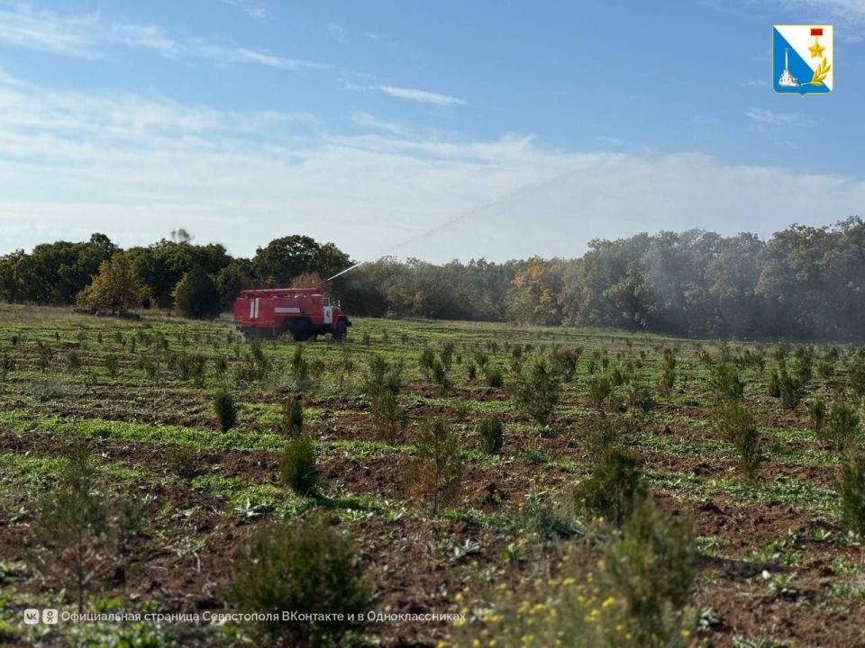 Юные экологи восстанавливают лес Юные экологи восстанавливают лес