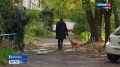 Потерявшаяся на Крымском мосту собака по кличке Буся нашлась