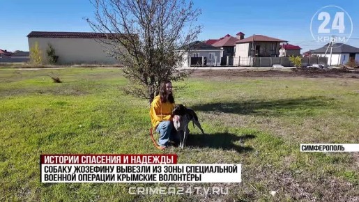 В Крыму волонтёры ищут дом для собаки, которую вывезли из зоны СВО