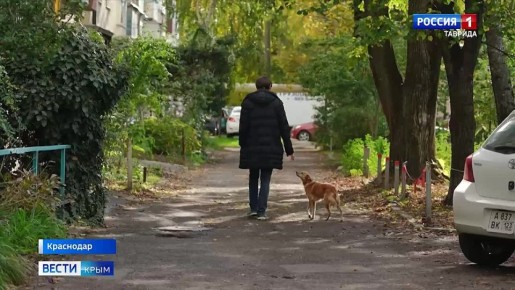 Потерявшаяся на Крымском мосту собака по кличке Буся нашлась