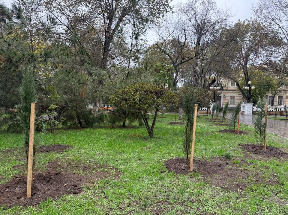 В скверах Евпатории высаживают новые деревья В скверах Евпатории высаживают новые деревья