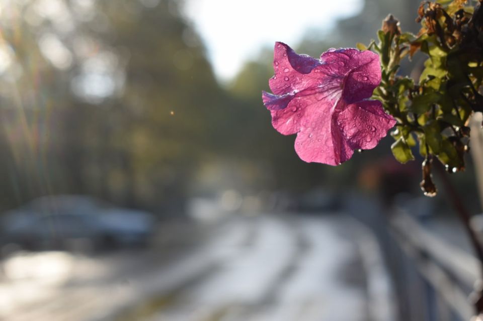 Галина Огнёва: Доброе утро, алуштинцы!. Замечали, как прекрасно просыпается природа утром? Наслаждайтесь каждым мгновением жизни, находите красоту в простых вещах и любите этот удивительный мир! #Алушта #ГалинаОгнёва...