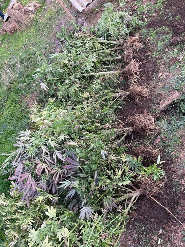 Почти 4 кг — и всё для себя: в Сакском районе задержали мужчину, который выращивал коноплю