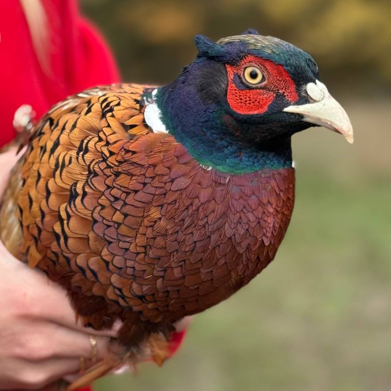 ����� ������� ���������������� ������ ��������� 50 �������