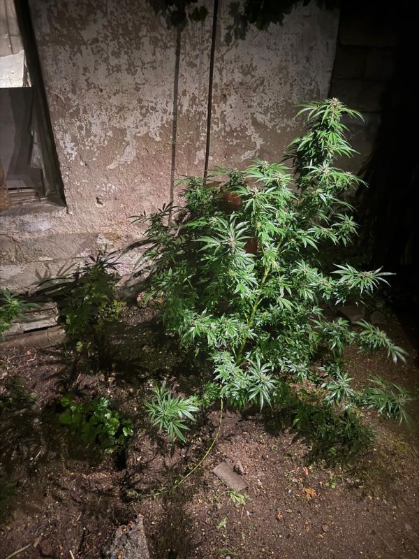 Крымчанин организовал наркоплантацию в своем огороде Крымчанин организовал наркоплантацию в своем огороде