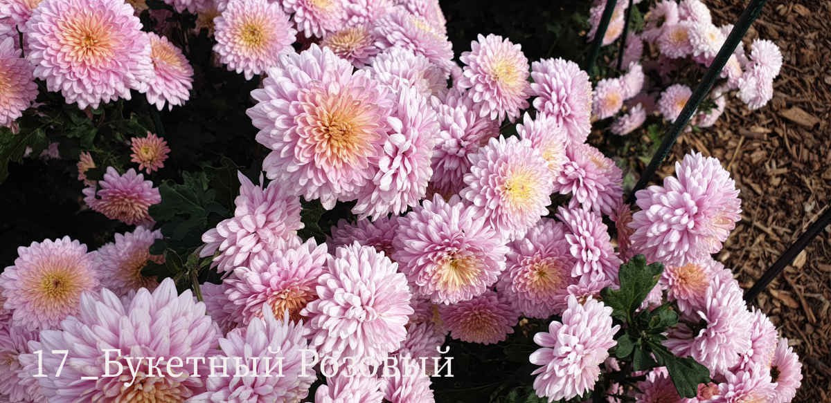 В Никитском ботаническом саду выбирают «принцессу» бала хризантем