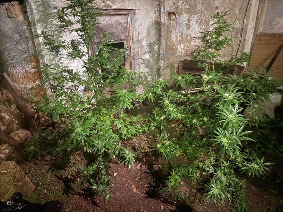 В Сакском районе оперативниками выявлен факт незаконного выращивания наркосодержащих растений